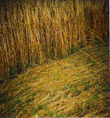 Photograph of Wisconsin Crop Circle