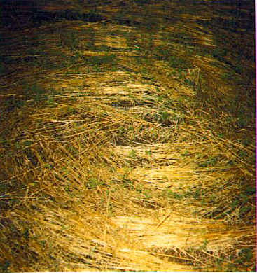 Close up picture of Wisconsin Crop Circle