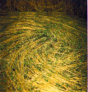 Wisconsin Crop Circle Photograph