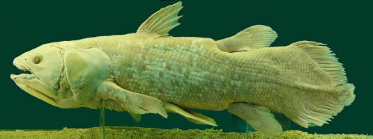 The cryptozoologists example the Coelacanth