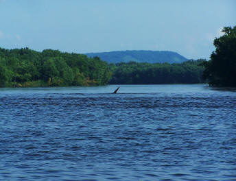 Lake Monster Pepie, on Lake Pepin on Mississippi River?
